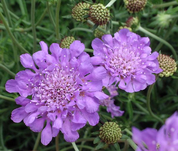 Pincushion Flower Scabiosa Columbaria Butterfly Blue from American Farms