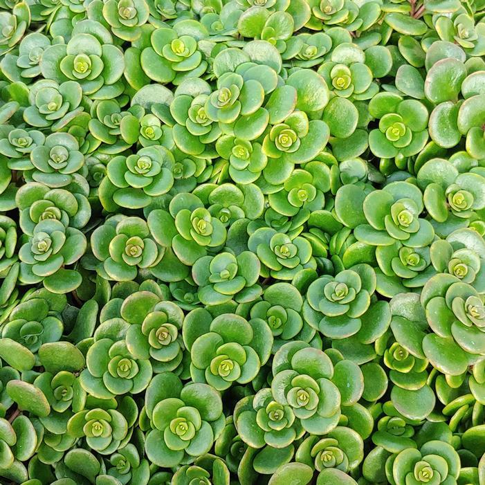 Sedum Sedum Coral Reef from American Farms