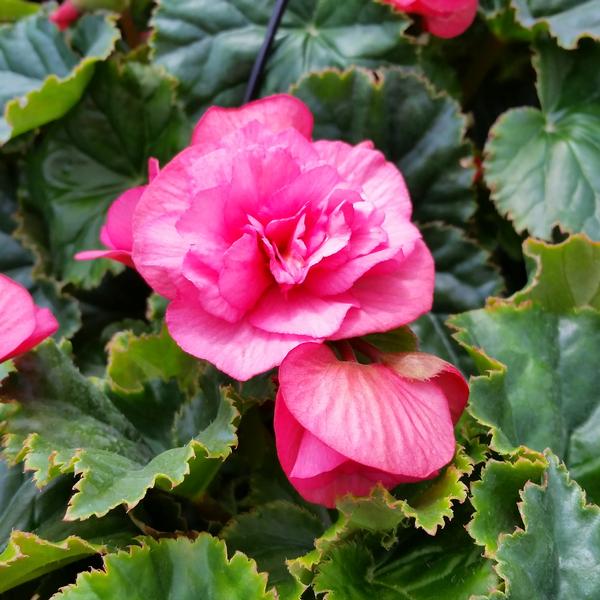 Begonia Rieger Begonia Rieger Evi Pink from American Farms