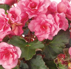 Begonia Rieger Begonia Rieger Frivola Pink from American Farms