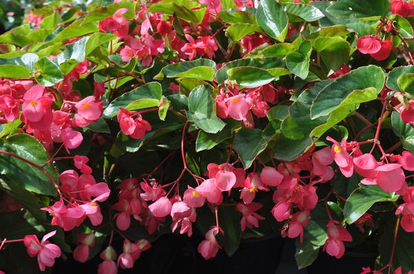 Begonia Dragonwing Begonia Dragonwing Pink from American Farms