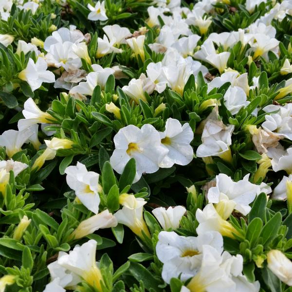 Million bells calibrachoa x hybrid calipetite white from american farms
