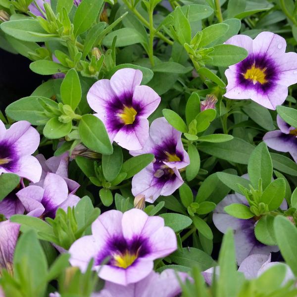 Million Bells Calibrachoa Bloomtastic Serenity from American Farms