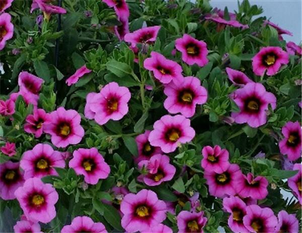 Million Bells Calibrachoa Hula Soft Pink from American Farms