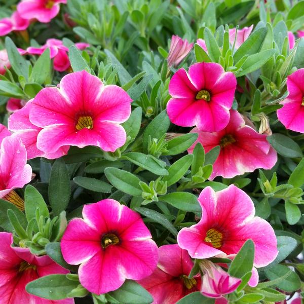 Million Bells Calibrachoa Volcano Neon from American Farms