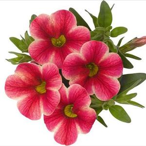 Million Bells Calibrachoa Volcano Pink from American Farms