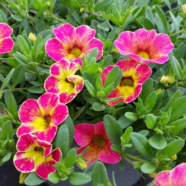 Million Bells Calibrachoa Chameleon Sunshine Berry from American Farms