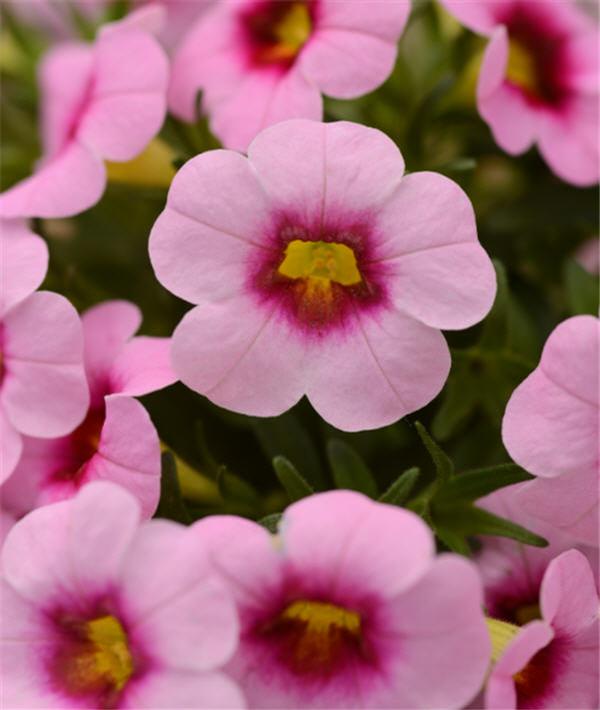 Million Bells Calibrachoa Conga Pink Kiss from American Farms