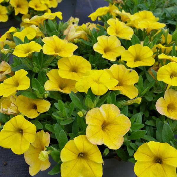 Million Bells Calibrachoa Nani Golden Girl from American Farms