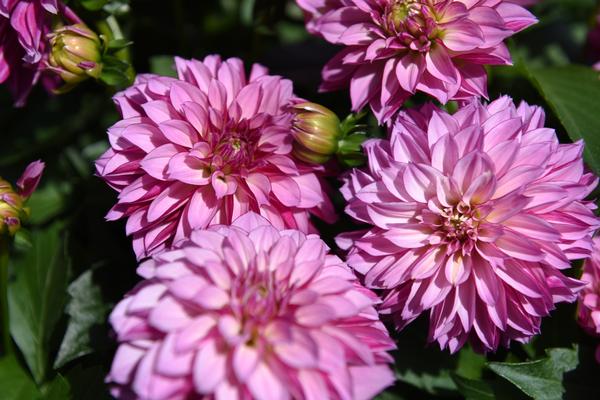 Dahlia Dahlia X Hybrida Hypnotica Purple Bicolor from American Farms