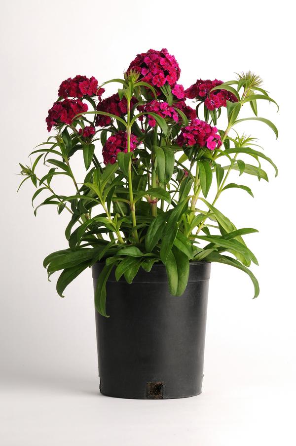 Dianthus Dianthus Dash Violet from American Farms