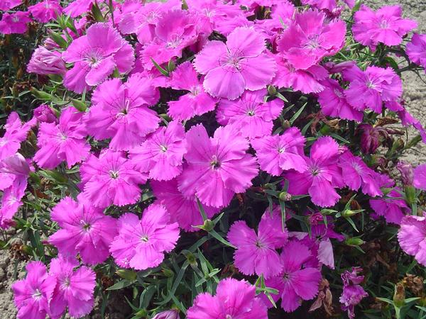 Dianthus Dianthus Diana Blueberry from American Farms