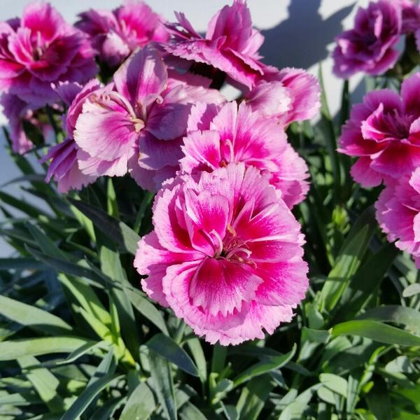 Dianthus Dianthus Odessa Easy Pink from American Farms