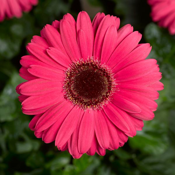 Gerbera Daisy Gerbera Bengal Rose With Eye from American Farms