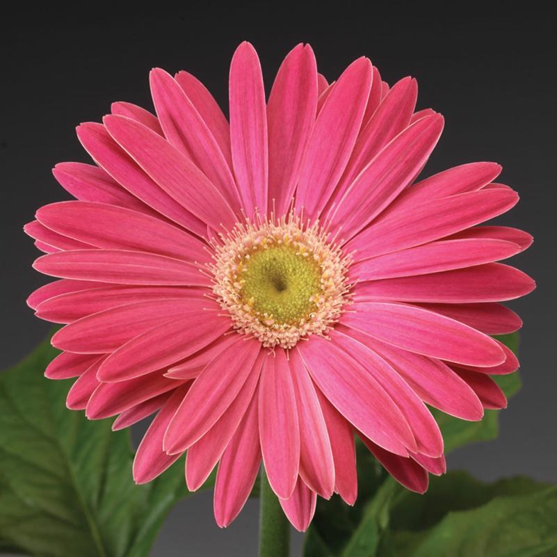 Gerbera Daisy Gerbera Daisy Jaguar Rose Picotee from American Farms