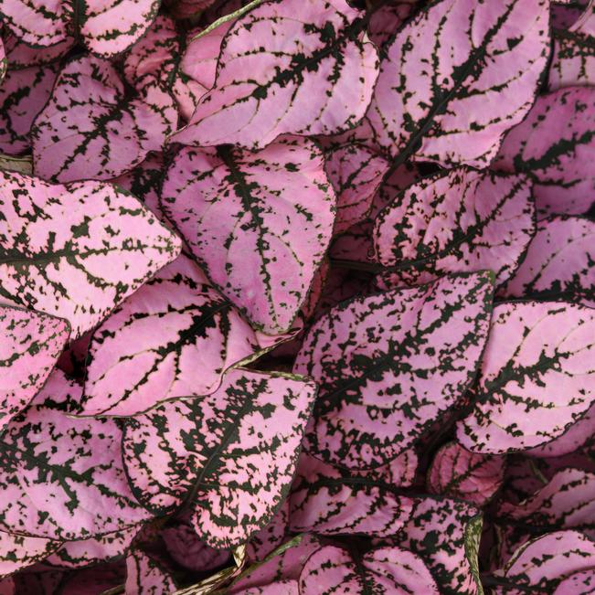 Hypoestes Hypoestes Splash Select Pink from American Farms