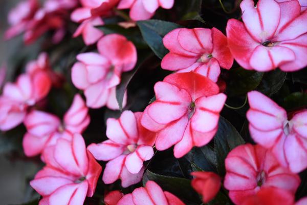 New Guinea Impatiens Impatiens - New Guinea X Hawkeri Petticoat Red ...