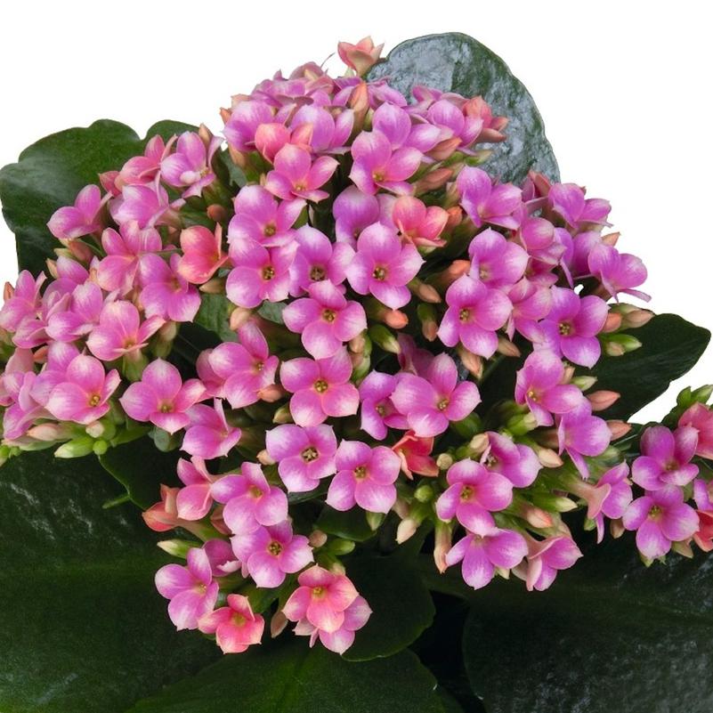 Kalanchoe Kalanchoe Pink and White from American Farms