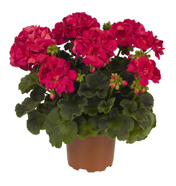 Geranium Big Eeze Geranium (Pelargonium) Big Eeze Neon Violet from ...