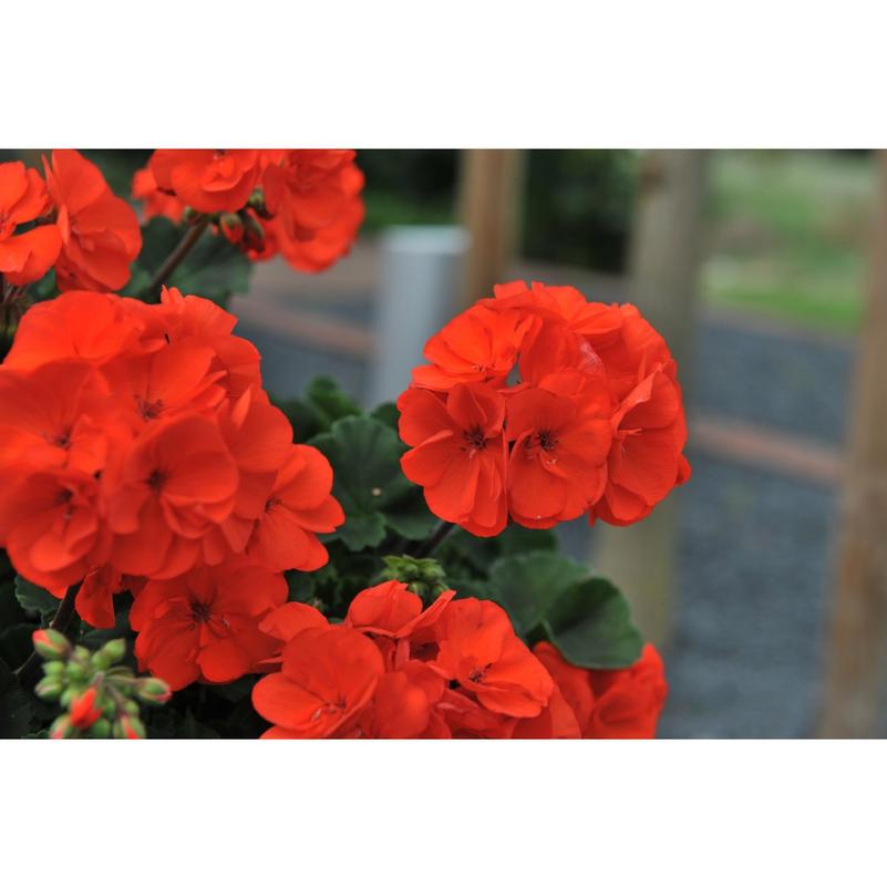 Geranium Geranium Savannah Oh So Orange From American Farms Geranium Geranium Savannah Oh So Orange From American Farms