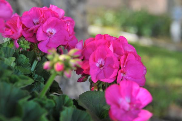 Geranium Combo Geranium Combo Survivor Blue' & 'Survivor Coral from ...