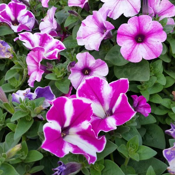 Petunia Petunia Premium Colorworks Violet Star from American Farms