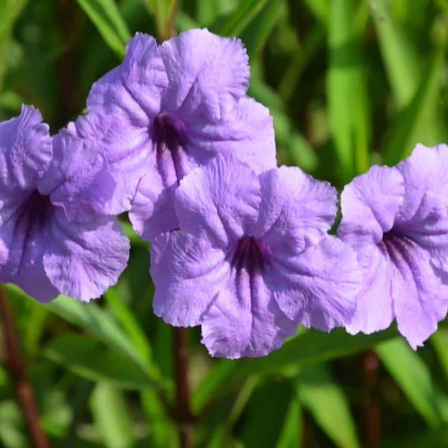 Ruellia Ruellia Mayan Purple from American Farms