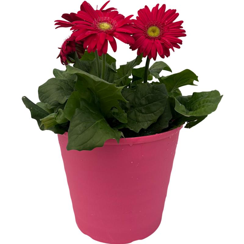 Gerbera Daisy Gerbera Daisy Revolution Deep Rose Light Eye from ...