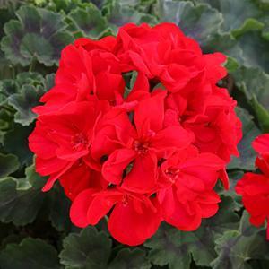 Geranium Geranium Savannah Hot Rod Red from American Farms