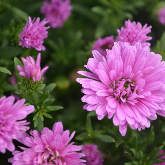 Aster Aster Henry III Pink from American Farms