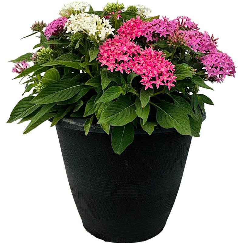 Pentas Pentas Lucky Star Trio Lavender + Pink + White from American Farms