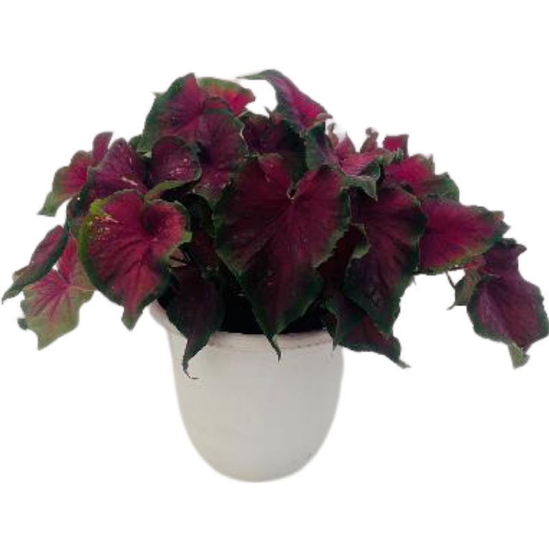 Caladium Caladium Red Frill from American Farms