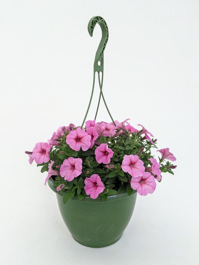 Petunia Petunia Durabloom Royal Pink from American Farms