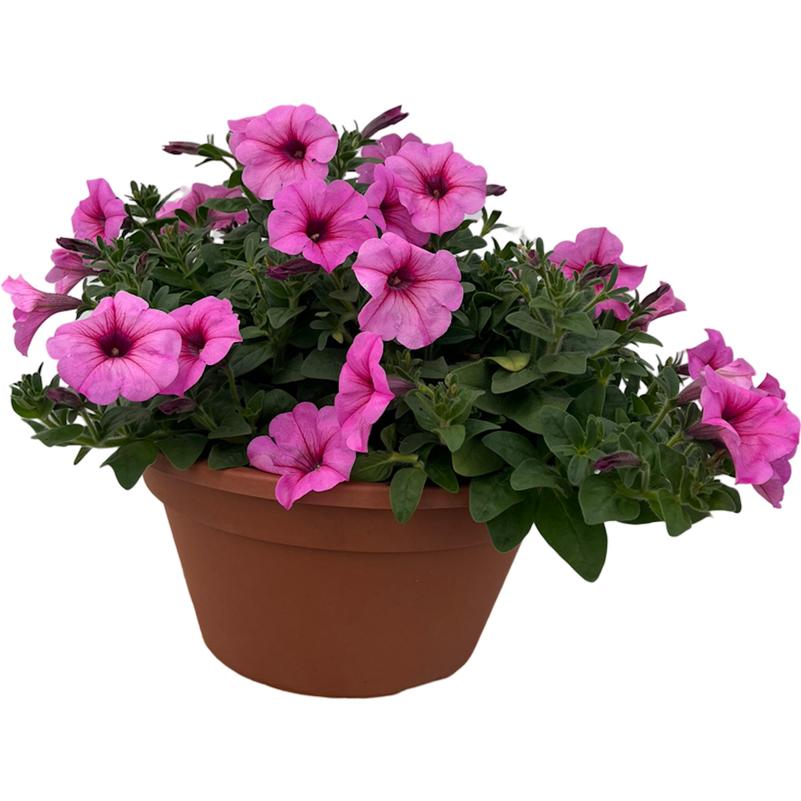 Petunia Petunia Durabloom Royal Pink from American Farms