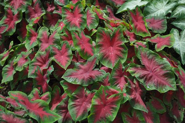 Caladium Caladium X Hortulanum Freida Hemple Red from American Farms