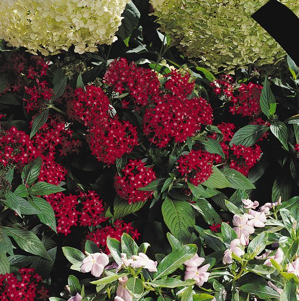 Pentas Pentas Lanceolata Butterfly Red from American Farms