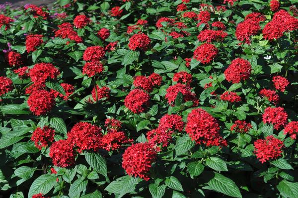 Pentas Pentas Lanceolata Ruby Red from American Farms