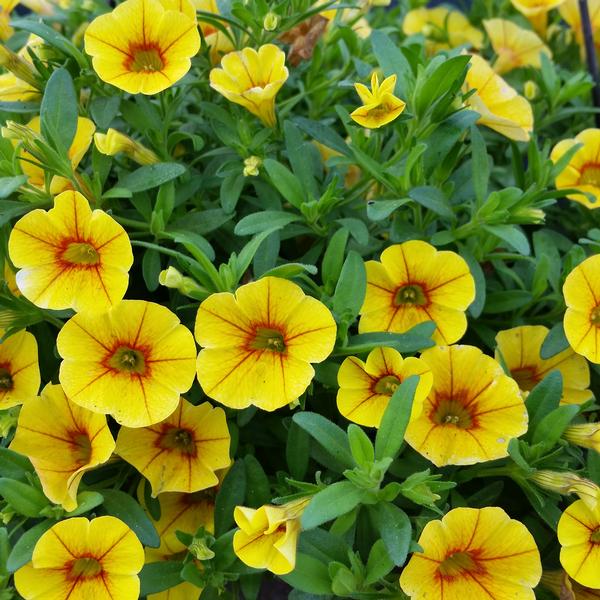 Million Bells Calibrachoa Volcano Gold from American Farms