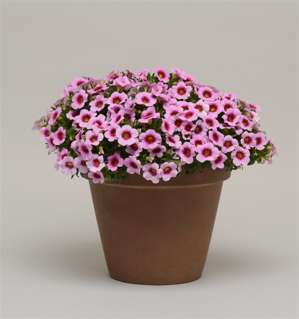 Million Bells Calibrachoa Conga Pink Kiss from American Farms