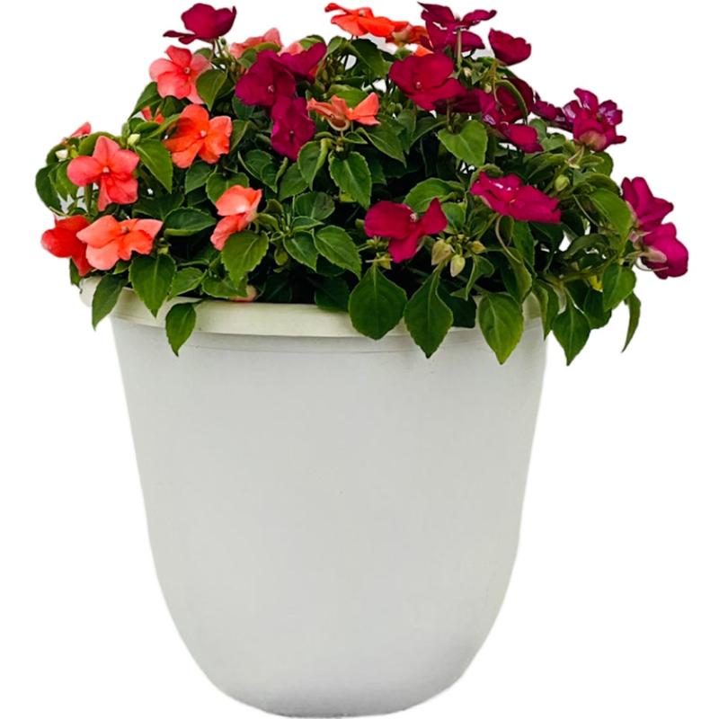 Impatiens Impatiens Xtreme Tango Mix from American Farms