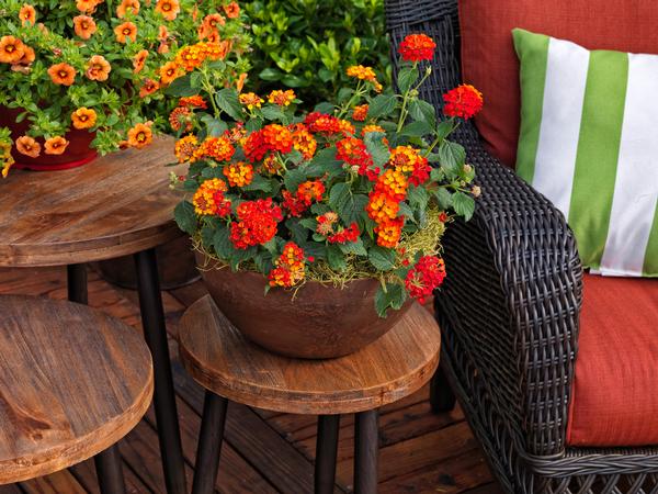 Lantana Lantana Bandana Landscape Red from American Farms