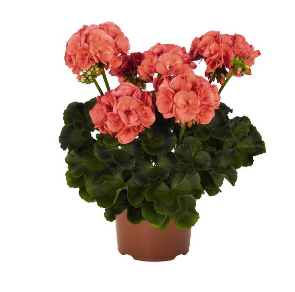 Geranium Combo Geranium Combo Survivor Blue' & 'Survivor Coral from ...