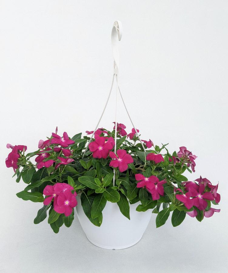 Vinca Trailing Vinca Trailing Cora Cascade Violet from American Farms