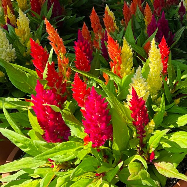 Celosia Celosia Trio- Flamma Gold, Orange, and Red from American Farms