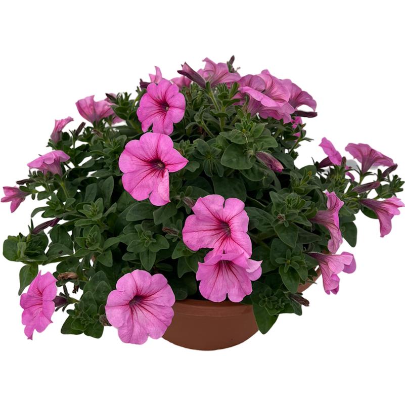 Petunia Petunia Durabloom Royal Pink from American Farms