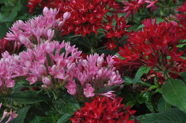 Pentas Pentas Lanceolata Butterfly Red from American Farms