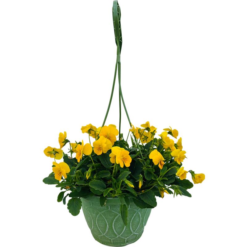 Pansy Pansy Trailing Freefall Golden Yellow from American Farms